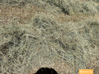 300 x Grassy Lucerne 4x4 Round Bales