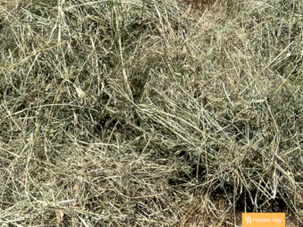 300 x Grassy Lucerne 4x4 Round Bales