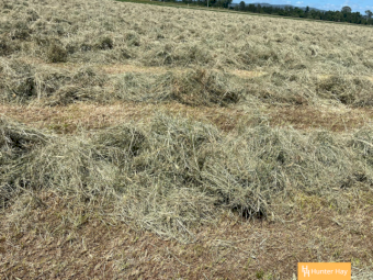 300 x Grassy Lucerne 4x4 Round Bales