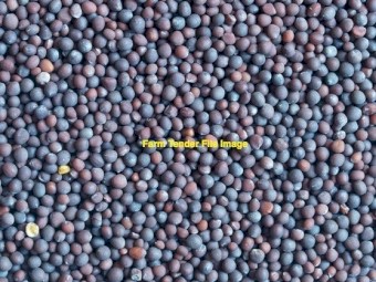 30mt Rasina Vetch