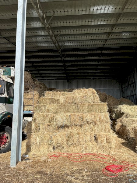 Rye Small Square Bales (800 available)