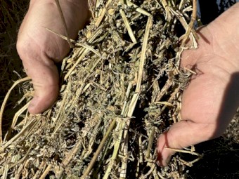 Lucerne Hay 5x4 Round Bales