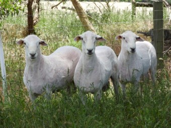 Corriedale Flock Rams 2024 Drop
