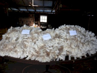 Corriedale Flock Rams 2024 Drop