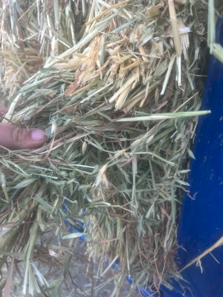 500mt - Oaten Hay (8x4x3)