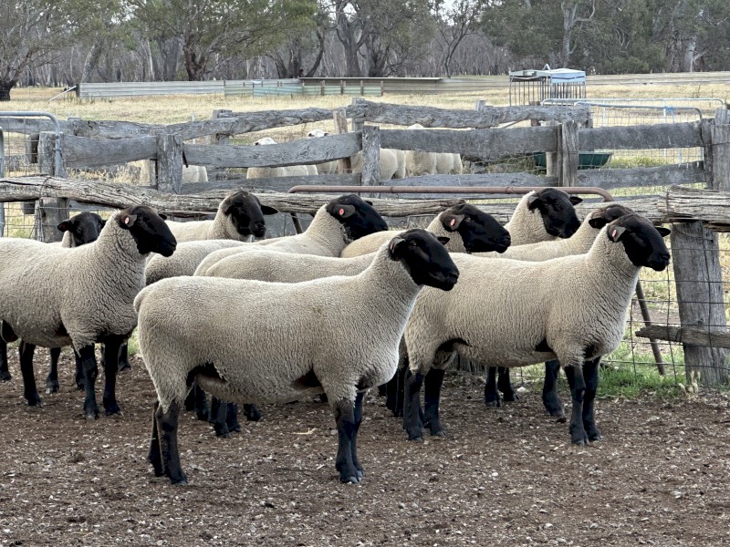 6x 2024 drop Suffolk Rams 