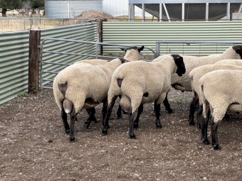 6x 2024 drop Suffolk Rams 