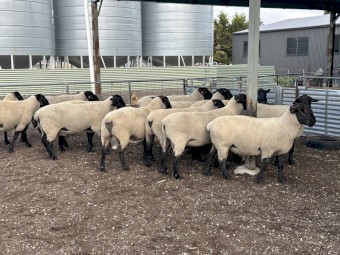 6x 2024 drop Suffolk Rams 