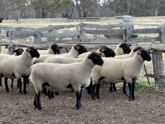 6x 2024 drop Suffolk Rams 