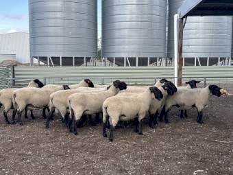 6x 2024 drop Suffolk Rams 