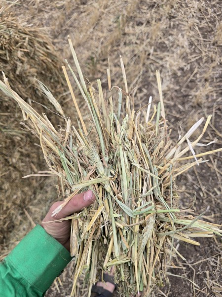 1500mt Wheaten Ryegrass Hay 600kg 8x4x3 Bales