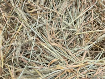1500mt Wheaten Ryegrass Hay 600kg 8x4x3 Bales