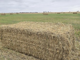 1500mt Wheaten Ryegrass Hay 600kg 8x4x3 Bales