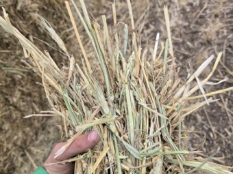 1500mt Wheaten Ryegrass Hay 600kg 8x4x3 Bales