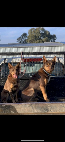 Kelpie pups