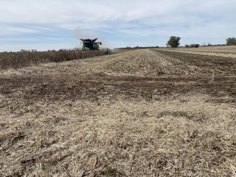 Faba Bean Straw