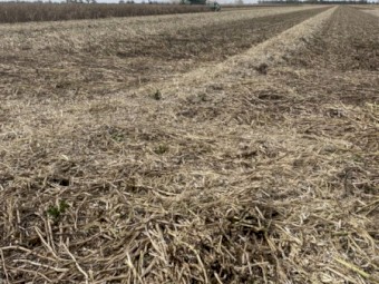 Faba Bean Straw