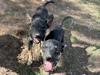 Kelpie Pups
