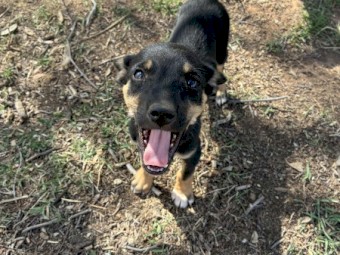 Kelpie Pups