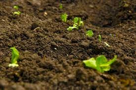 Why Organic Fish Fertiliser Is a Powerful Natural Boost for Your Garden