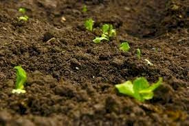 Why Organic Fish Fertiliser Is a Powerful Natural Boost for Your Garden