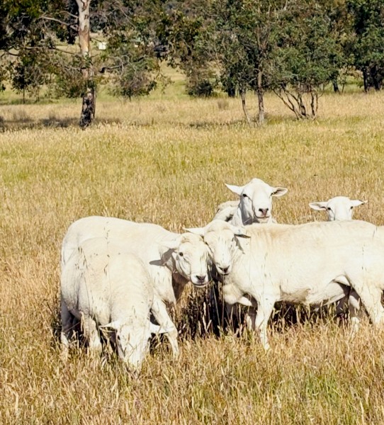 Blue tagged Australian White Flock Rams 