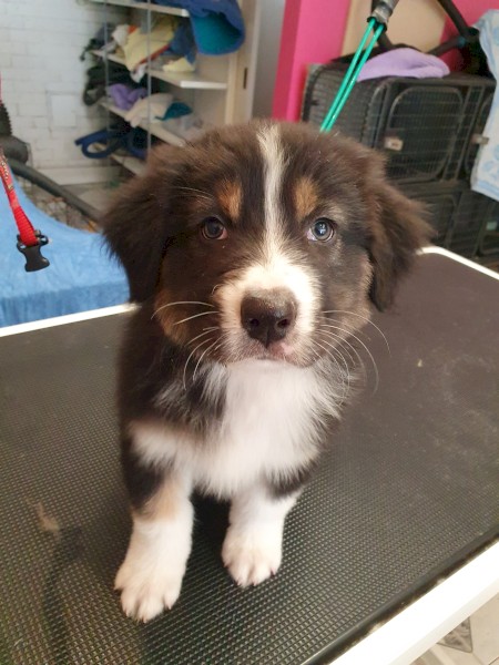 Black Tri Aussie Pup