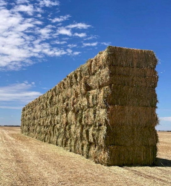 Vetch Hay 8x4x3 660-680 kg bales