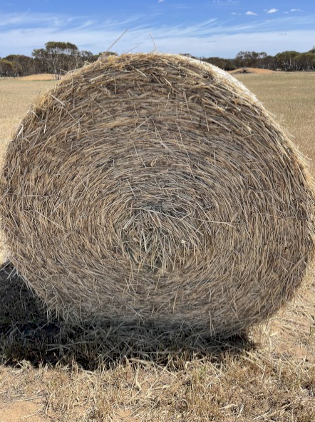 Cereal Hay - Round bales of mower conditioned of Wheat, Barley, Vetch & Rye