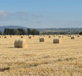 300 x Wheat Hay 4x4 Round Bales