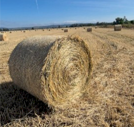 300 x Wheat Hay 4x4 Round Bales