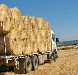 300 x Wheat Hay 4x4 Round Bales