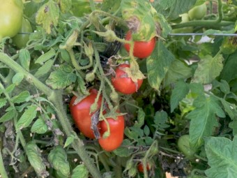 LEASE a 28 years established hydroponic lettuce/greens farm in Northern Rivers