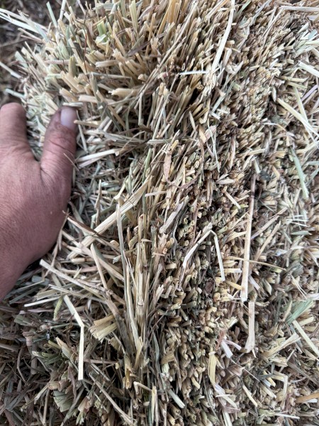 Annual Ryegrass/Oaten Mix