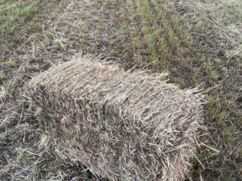 Annual Ryegrass/Oaten Mix