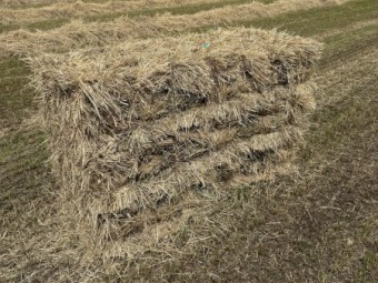 Annual Ryegrass/Oaten Mix