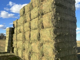 200mt Vetch Hay 750kg 8x4x3 Bales