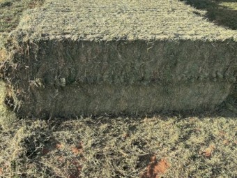 200mt Vetch Hay 750kg 8x4x3 Bales