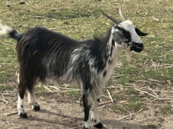 Nanny Goats