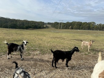 Nanny Goats