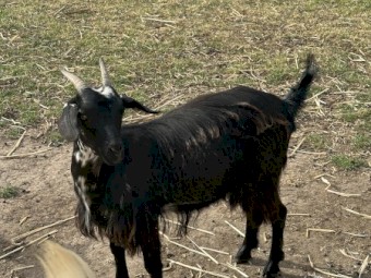 Nanny Goats