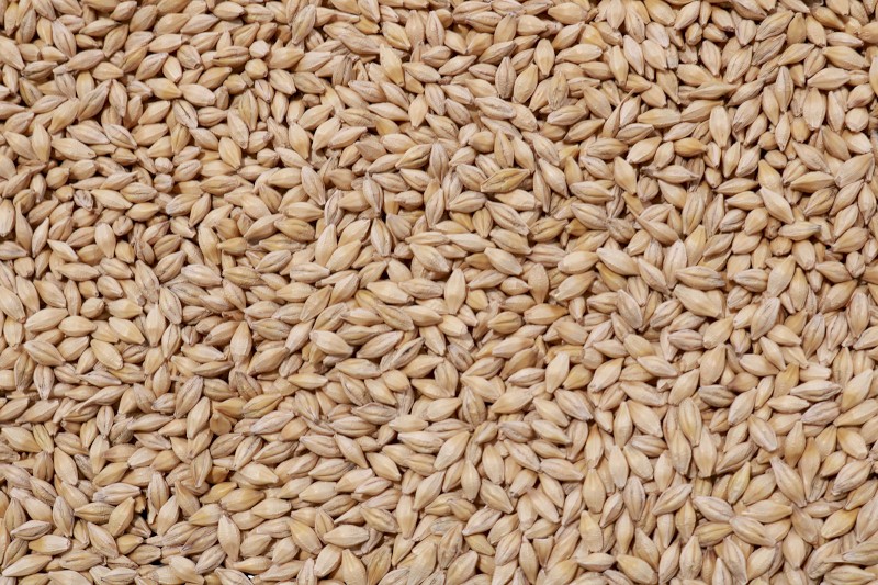 Titan Barley