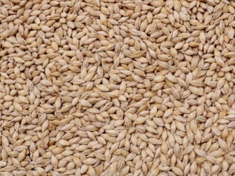 Titan Barley