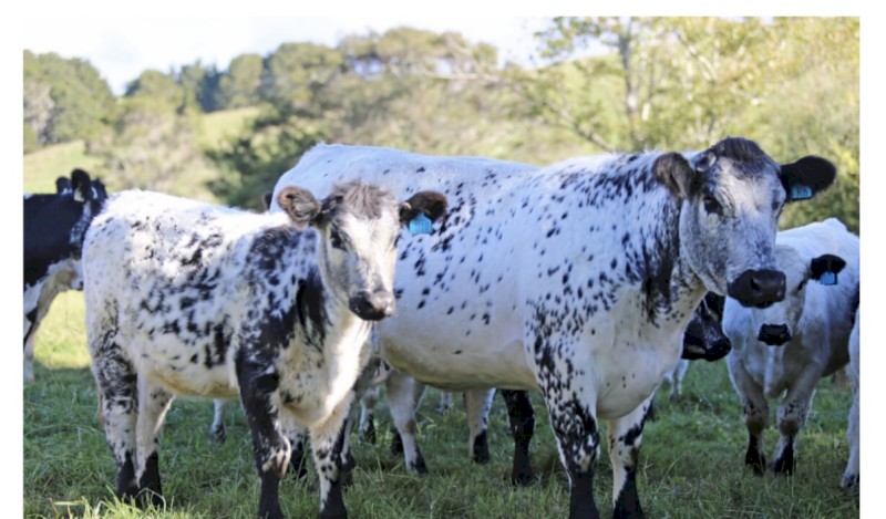 WANTED Beef Cattle