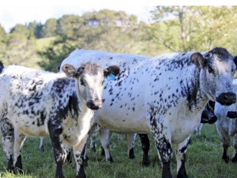 WANTED Beef Cattle