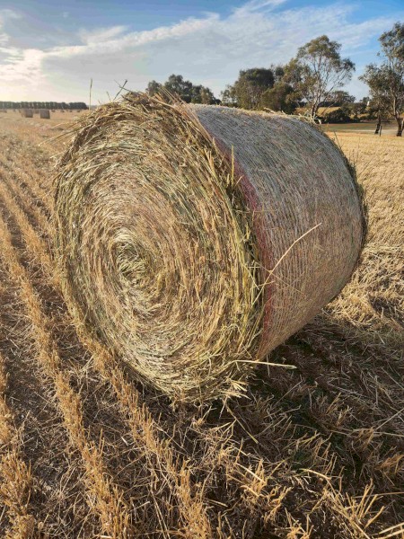 180mt Wheaten Hay 5x4 Rolls