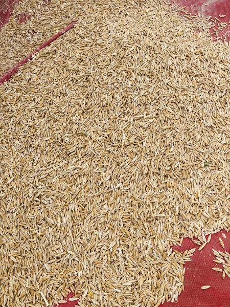 Yarran Seed Oats