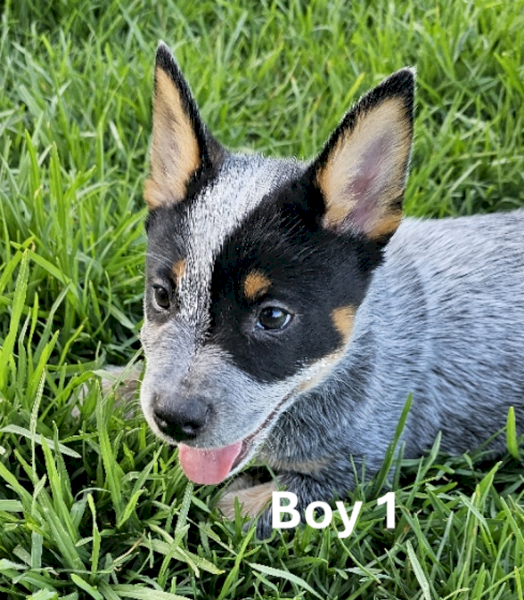 Blue Heeler (Cattle Dog) Pure Bred Pups