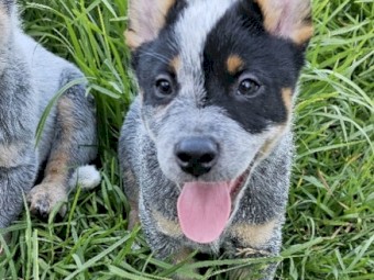 Blue Heeler (Cattle Dog) Pure Bred Pups