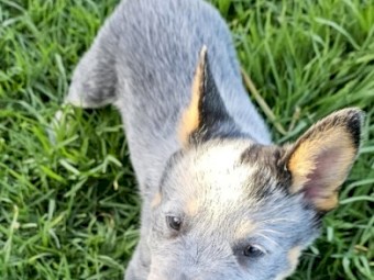 Blue Heeler (Cattle Dog) Pure Bred Pups